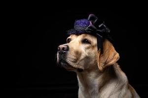 Close-up of a Labrador Retriever dog in a headdress. photo