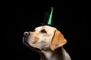 Close-up of a Labrador Retriever dog in a headdress. photo