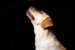 retrato de un perro labrador retriever sobre un fondo negro aislado. foto