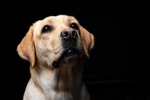Portrait of a Labrador Retriever dog on an isolated black background. photo