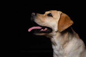 retrato de un perro labrador retriever sobre un fondo negro aislado. foto