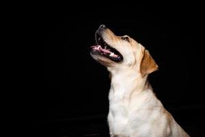 retrato de un perro labrador retriever sobre un fondo negro aislado. foto