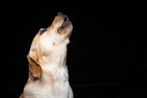 Portrait of a Labrador Retriever dog on an isolated black background. photo