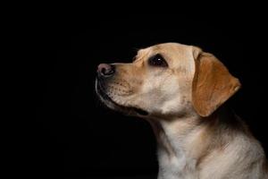 retrato de un perro labrador retriever sobre un fondo negro aislado. foto