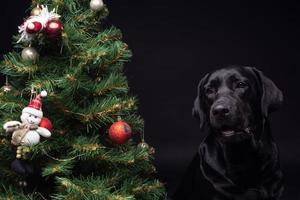 Portrait of a Labrador Retriever dog near the new year's green tree. photo