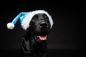 Portrait of a Labrador Retriever dog in a Santa hat, isolated on a black background. photo