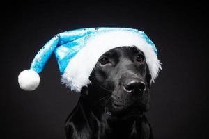 Portrait of a Labrador Retriever dog in a Santa hat, isolated on a black background. photo