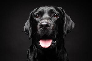 retrato de un perro labrador retriever sobre un fondo negro aislado. foto