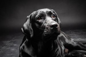 retrato de un perro labrador retriever sobre un fondo negro aislado. foto