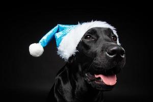 Portrait of a Labrador Retriever dog in a Santa hat, isolated on a black background. photo