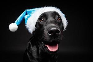 retrato de un perro labrador retriever con un sombrero de santa, aislado en un fondo negro. foto