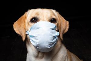 Close-up of a Labrador Retriever dog in a medical face mask. photo