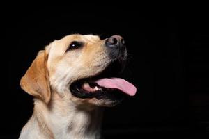 Portrait of a Labrador Retriever dog on an isolated black background. photo