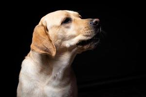 retrato de un perro labrador retriever sobre un fondo negro aislado. foto