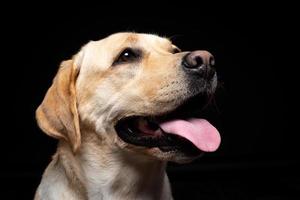 retrato de un perro labrador retriever sobre un fondo negro aislado. foto