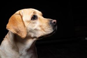 retrato de un perro labrador retriever sobre un fondo negro aislado. foto