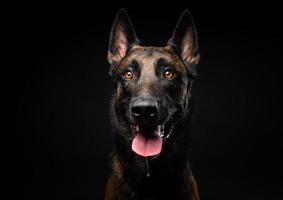 retrato de un perro pastor belga sobre un fondo negro aislado. foto