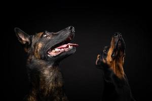 Portrait of a Belgian shepherd dog and a Doberman on an isolated black background. photo