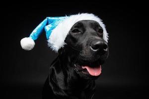 Portrait of a Labrador Retriever dog in a Santa hat, isolated on a black background. photo