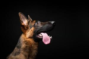 Portrait of a German shepherd in front of an isolated black background. photo