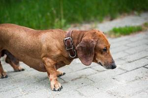 Portrait of a cute dachshund dog smile and happy in summer sunny day for a walk in the summer park photo