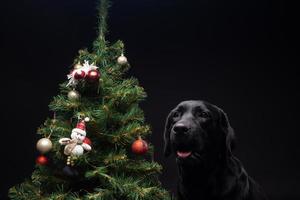 Portrait of a Labrador Retriever dog near the new year's green tree. photo