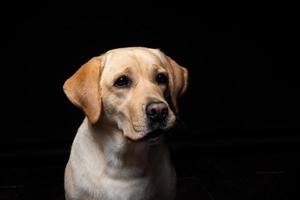 retrato de un perro labrador retriever sobre un fondo negro aislado. foto