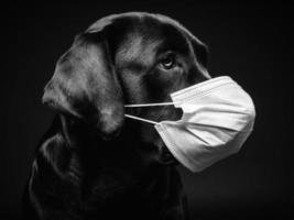 retrato de un perro labrador retriever con una máscara médica protectora. foto