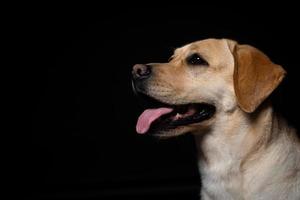 Portrait of a Labrador Retriever dog on an isolated black background. photo