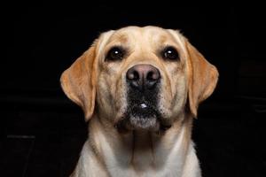 retrato de un perro labrador retriever sobre un fondo negro aislado. foto