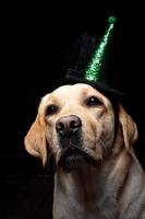Close-up of a Labrador Retriever dog in a headdress. photo
