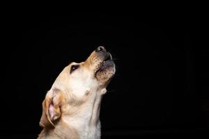 retrato de un perro labrador retriever sobre un fondo negro aislado. foto