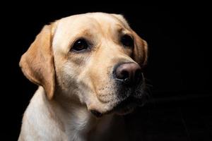 retrato de un perro labrador retriever sobre un fondo negro aislado. foto