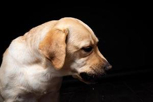 Portrait of a Labrador Retriever dog with a slice of Apple on its nose. photo