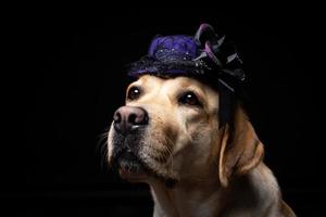 Close-up of a Labrador Retriever dog in a headdress. photo