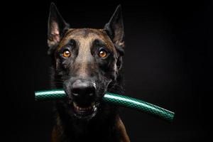 retrato de un perro pastor belga con un juguete en la boca, disparado sobre un fondo negro aislado. foto