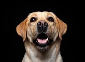 Portrait of a Labrador Retriever dog on an isolated black background. photo
