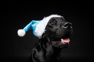 Portrait of a Labrador Retriever dog in a Santa hat, isolated on a black background. photo