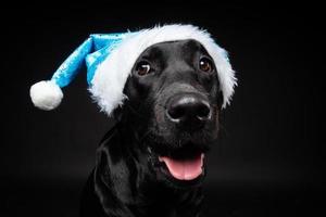 Portrait of a Labrador Retriever dog in a Santa hat, isolated on a black background. photo