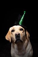 Close-up of a Labrador Retriever dog in a headdress. photo