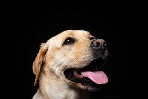Portrait of a Labrador Retriever dog on an isolated black background. photo