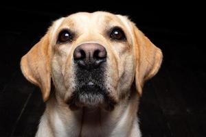 Portrait of a Labrador Retriever dog on an isolated black background. photo