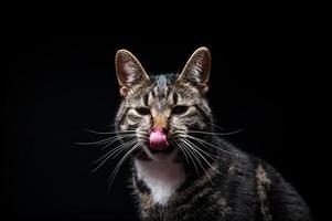 gato adulto de pura sangre, fotografiado en el estudio sobre un fondo negro. foto