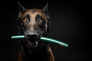 retrato de un perro pastor belga con un juguete en la boca, disparado sobre un fondo negro aislado. foto