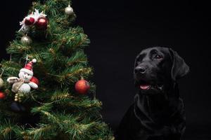 Portrait of a Labrador Retriever dog near the new year's green tree. photo