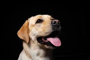 retrato de un perro labrador retriever sobre un fondo negro aislado. foto