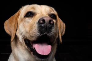 Portrait of a Labrador Retriever dog on an isolated black background. photo