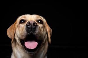 Portrait of a Labrador Retriever dog on an isolated black background. photo