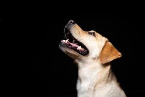 retrato de un perro labrador retriever sobre un fondo negro aislado. foto