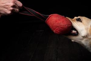 Close-up of a Labrador Retriever dog with a toy and the owner's hand. photo